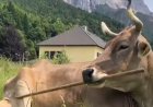 Clever cow figures out multiple ways to scratch herself with a broom