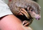 These shy, scaly anteaters are the most trafficked mammals in the world