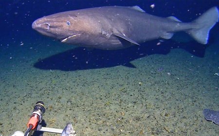 In a first, shark seen on camera in Antarctica waters, surprising researchers