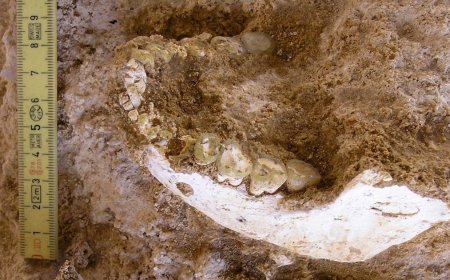 Fossils found in cave shed light on where our species emerged