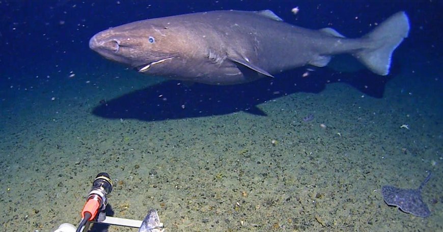 In a first, shark seen on camera in Antarctica waters, surprising researchers